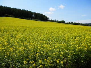 キカラシ畑(北海道)