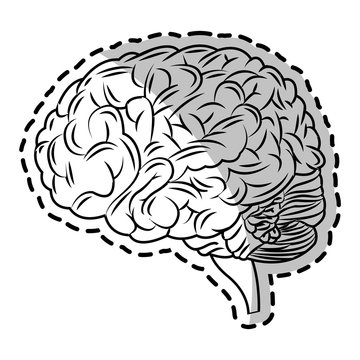 Brain icon. Human organ mind and science theme. Isolated design. Vector illustration