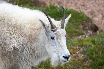 Mountain Goat Feeding near Summit Lake on Mount Evans