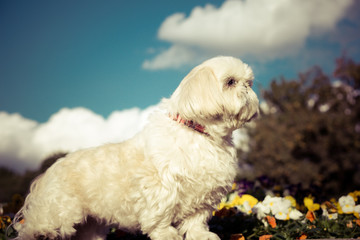 青空のシーズー