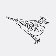 Hand-drawn pencil graphics, lark, oriole, chickadee, sparrow, blackbird