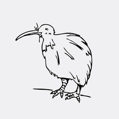 Hand-drawn pencil graphics, kiwi bird. Engraving, stencil style. Black and white