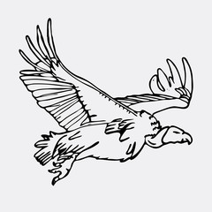Hand-drawn pencil graphics, african vulture, hawk. Engraving, stencil style.