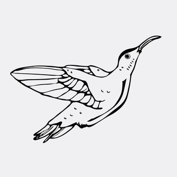 Hand-drawn pencil graphics, colibri bird. Engraving, stencil style. 