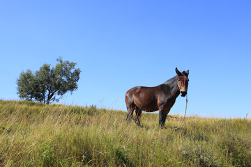 The grasslands of a horse in the autumn