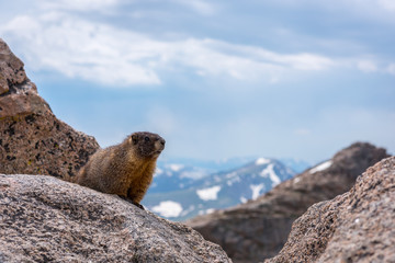 A Yellow Bellied Marmot high above the Rocky Mountains in Colora