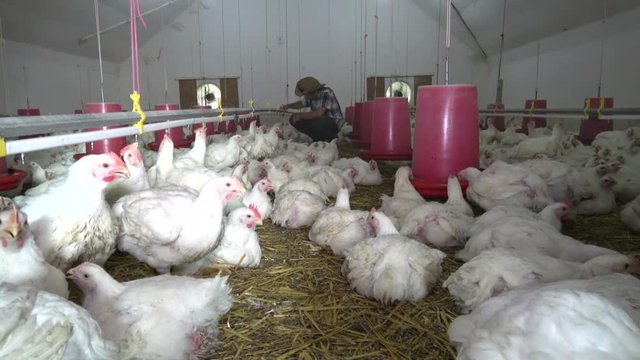 Cowboy farmer in Organic chicken poultry indoor farm