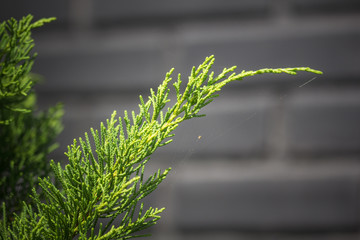 pine leaf texture and background in winter