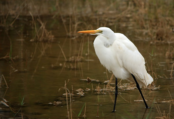 Egret