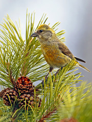 Female Crossbill sitting in pine tree.