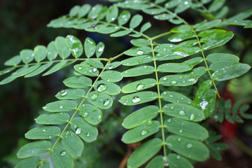 ature , Green leave after the rain, with water drops
