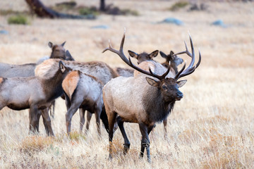 Naklejka na ściany i meble A bull elk with his harem of cows