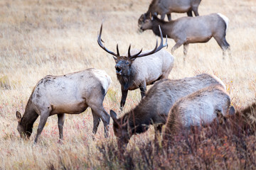 Obraz premium A bull elk bugles a challenger to a rival bull