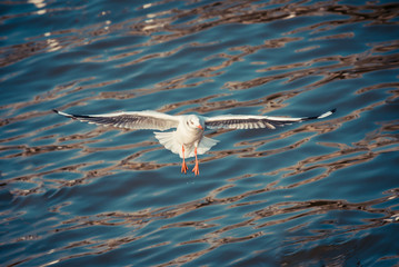 Flying seagull 