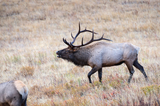 A bull elk bugles a challenger to a rival bull