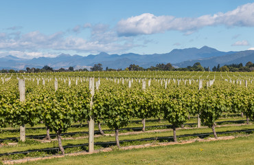 Fototapeta na wymiar grapevine in New Zealand vineyard in summertime