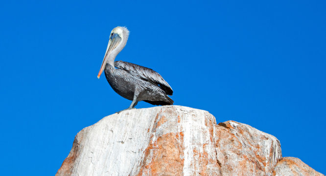 Male Pelican perching on La Anegada Rock at Los Arcos / Lands End at Cabo San Lucas Baja Mexico BCS