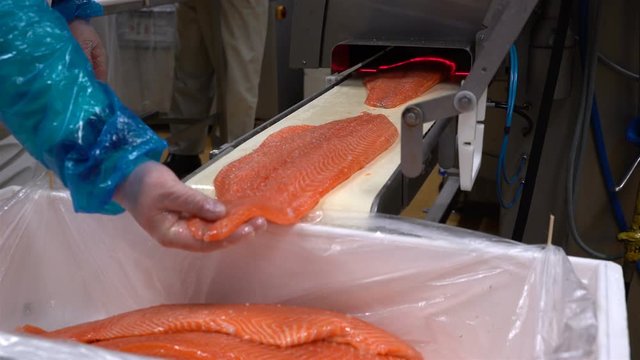 A worker puts salmon fillet on automatic feed for slicing fish in A Seafood Processing Factory. Close up.