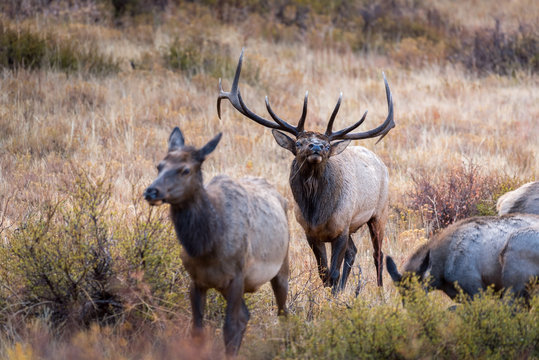 A mature bull elk tests the air while following his harem of cow