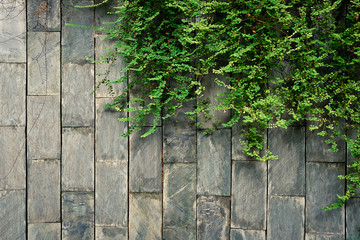 creeper green climbing on the brick wall