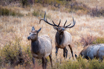 A mature bull elk tests the air while following his harem of cow