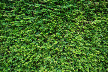 Green and yellow Leafs wall texture