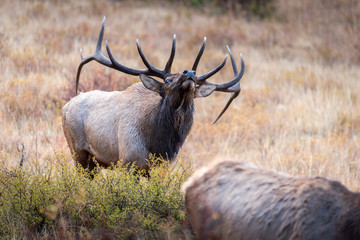 A mature bull elk tests the air
