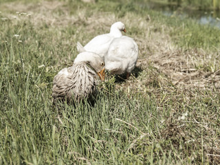 geese promenaders in a meadow