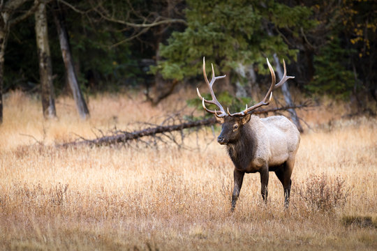 A bull elk emerges from the forest