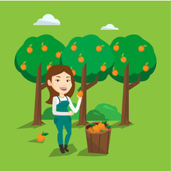 Obraz na płótnie Canvas Farmer collecting oranges vector illustration.