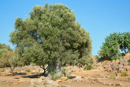 Fototapeta Very old olive tree  2000 years old olive tree