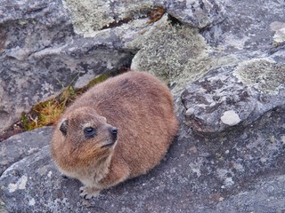 rock hyrax or dassie on the rock on Table Mountain in Cape Town, South Africa. Selective Focus.