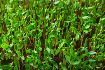 Obraz premium young green sprouts