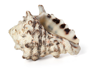 Cockleshell of the Black Sea