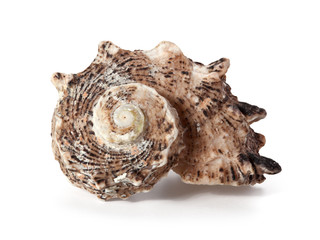 Cockleshell of the Black Sea