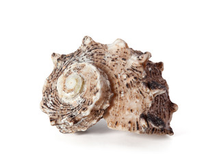 Cockleshell of the Black Sea