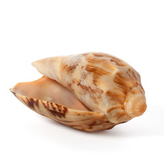 Cockleshell of the Black Sea