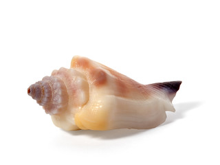 Cockleshell of the Black Sea