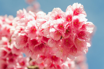 Japanese sakura cherry blossom with soft focus