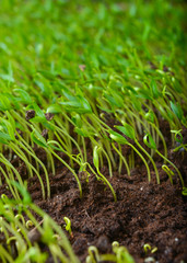 set of young green sprouts