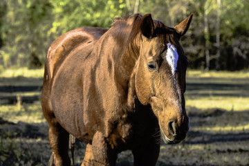 Obraz premium Brown horse with white star on face