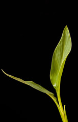Shot of fresh green leaf on black isolated.