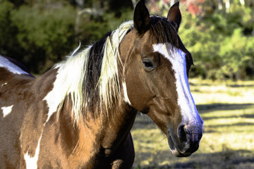 Obraz premium Paint horse head three-quarter view