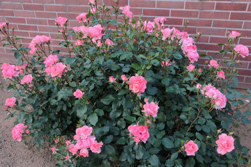 バラ　シャルダンドゥフランス