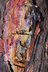 Colorful petrified wood at Petrified Forest National Park