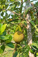 джекфрут, хлебное дерево, фрукты Тайланда 