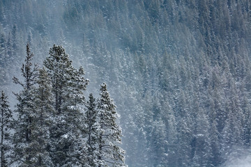 snow covered trees mountain forest