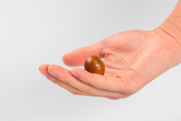 Close up of chestnut against white background.