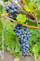 гроздь винограда, виноградная лоза, осенний урожай
