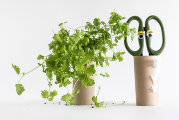 Toilet paper roll recycled as a seedling planters